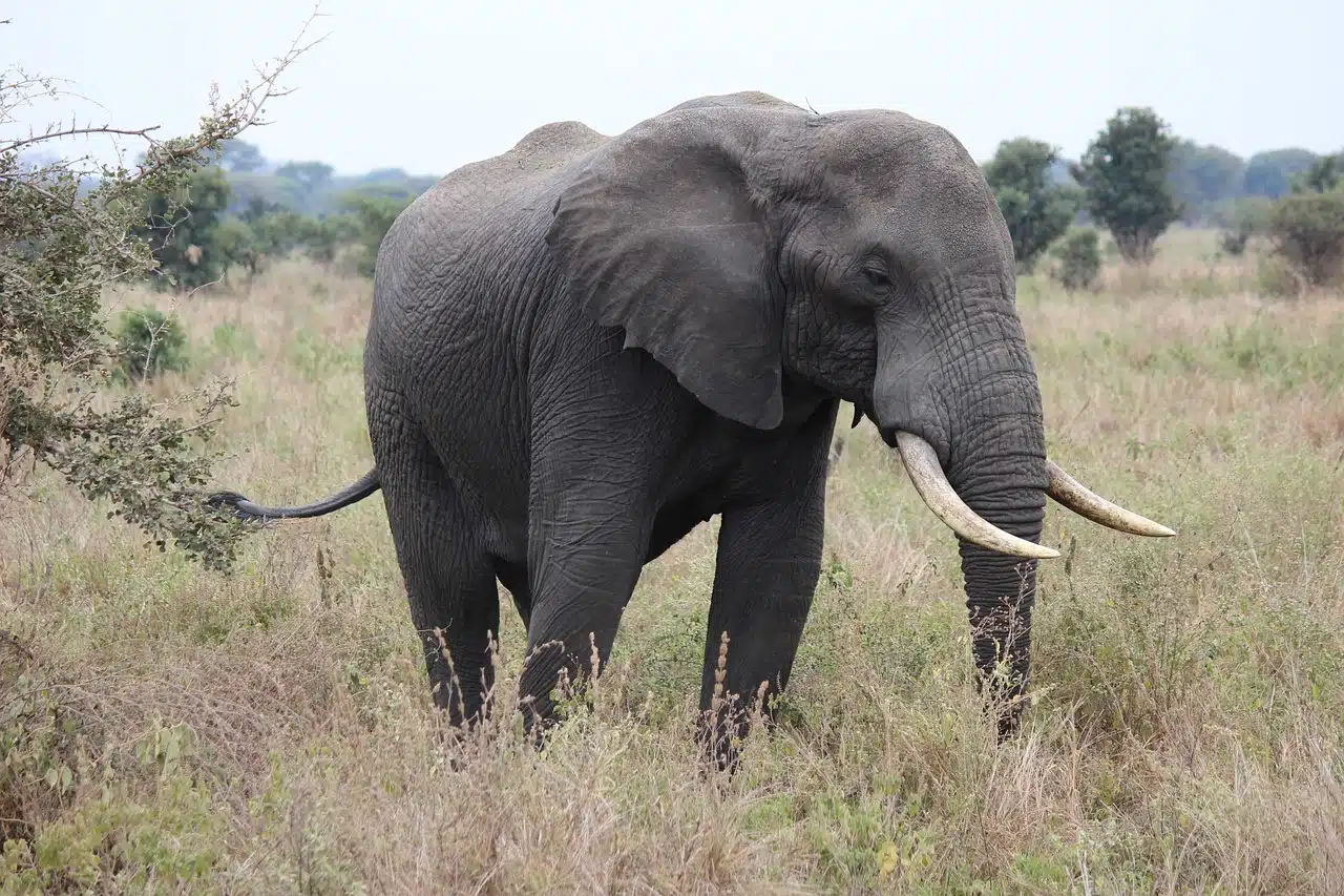 Kudde Afrikaanse olifanten in hun natuurlijke habitat tijdens safari in Tanzania met prachtig savannelandschap en wilde dieren