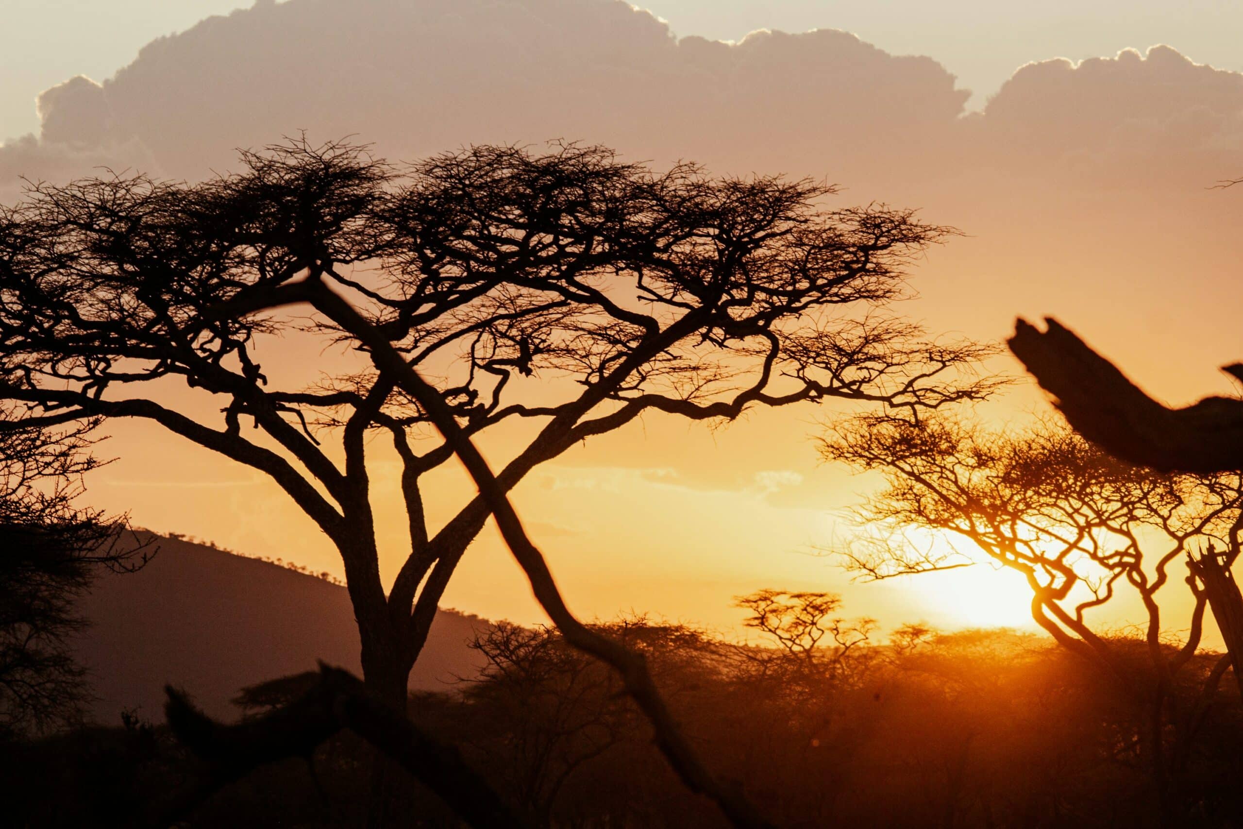 Giraffe silhouet zonsondergang Afrika safari wildlife Zimbabwe natuurfotografie